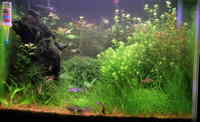 Corydoras tank