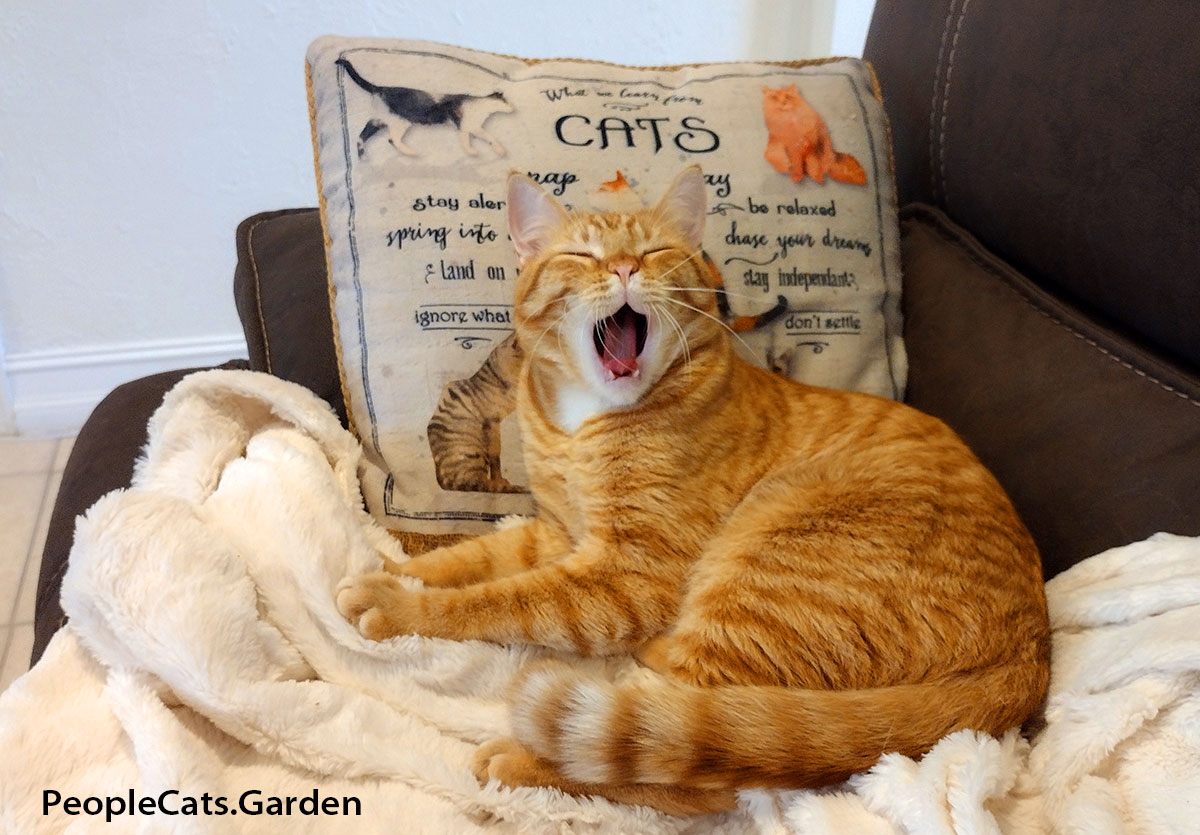 European Shorthair Cat Yawning