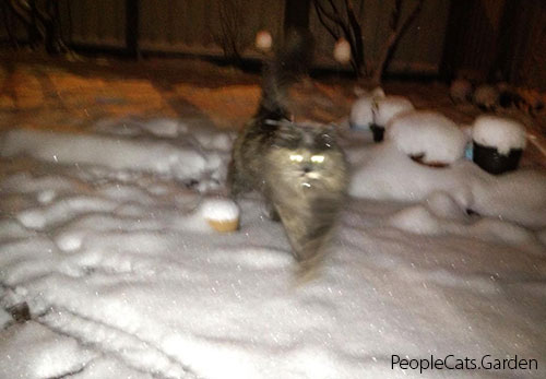 Norwegian Forest Cat - Skogkatt Lisa in the snow