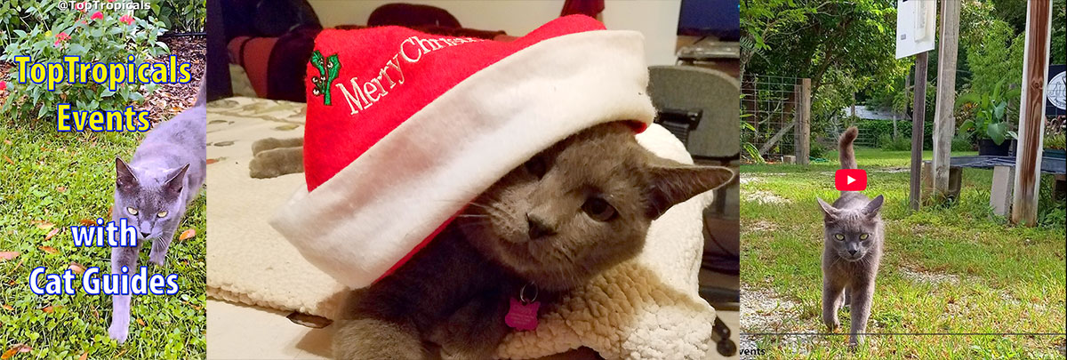 Holiday Plant Market on December  13, 2025