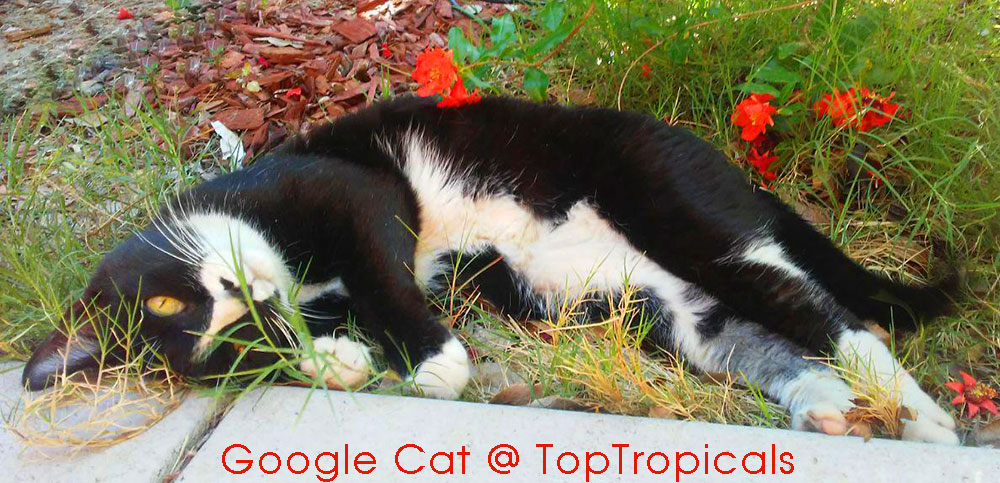 PeopleCats Garden - cats of TopTropicals