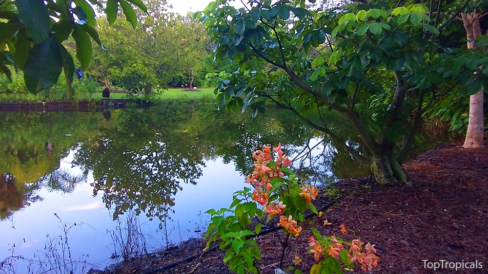 PeopleCats Garden - pond