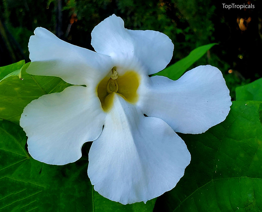 PeopleCats Garden - Thunbergia alba