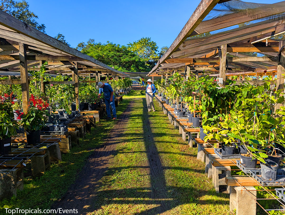 Holiday Plant Market on December  13, 2025