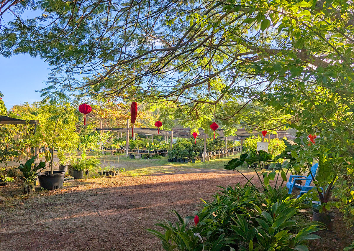 Holiday Plant Market on December 13, 2025