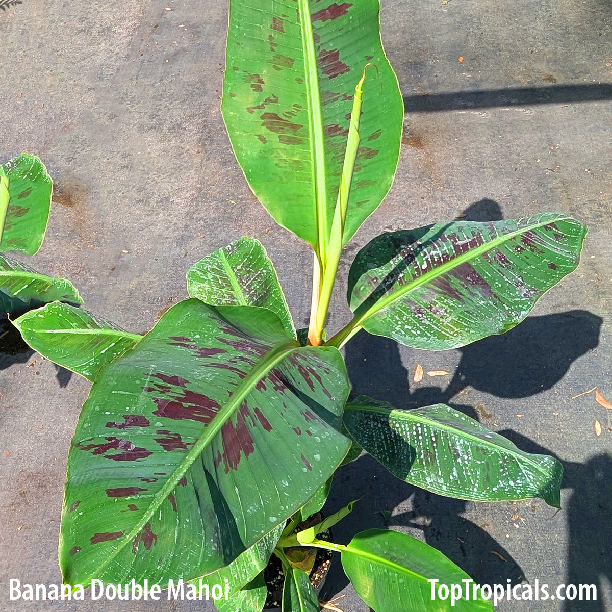Banana Double Mahoi in 3 gal pot