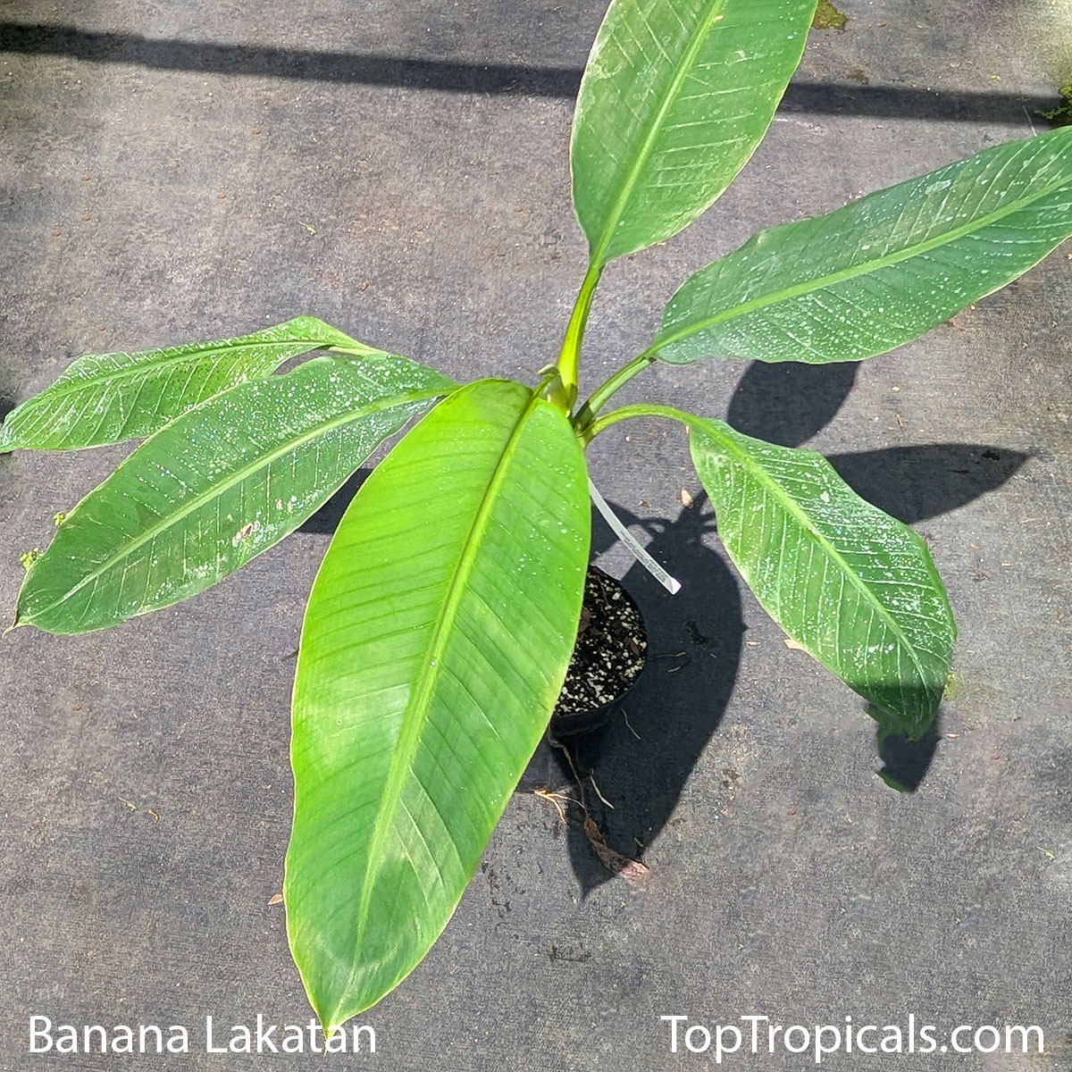 Banana Lakatan in 3 gal pot