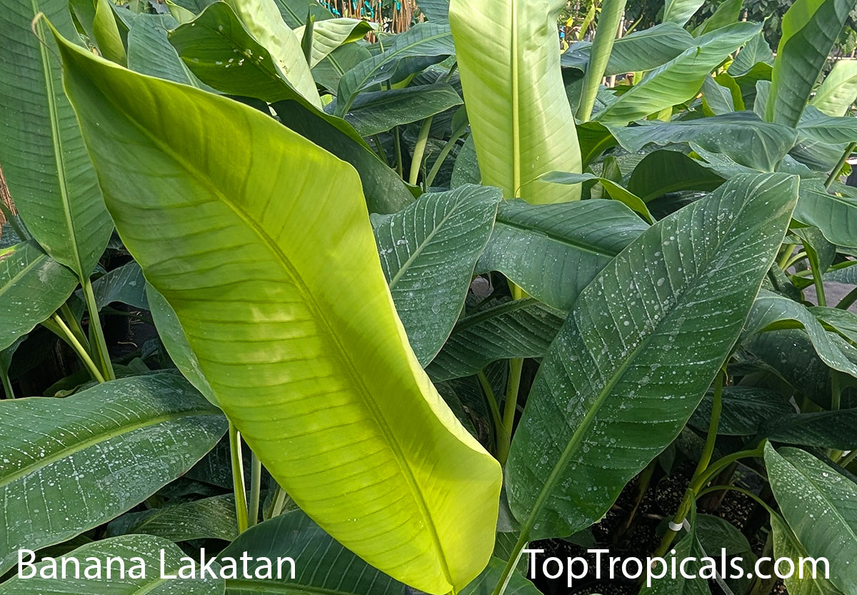 Banana Lakatan - leaves