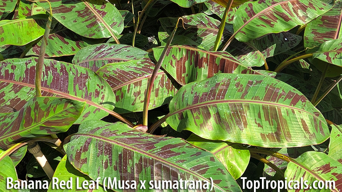 Banana Red Leaf Sumatriana - leaves