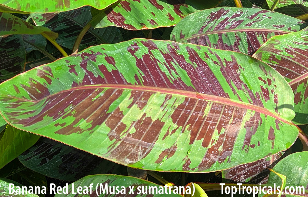 Banana Red Leaf Sumatriana - leaves