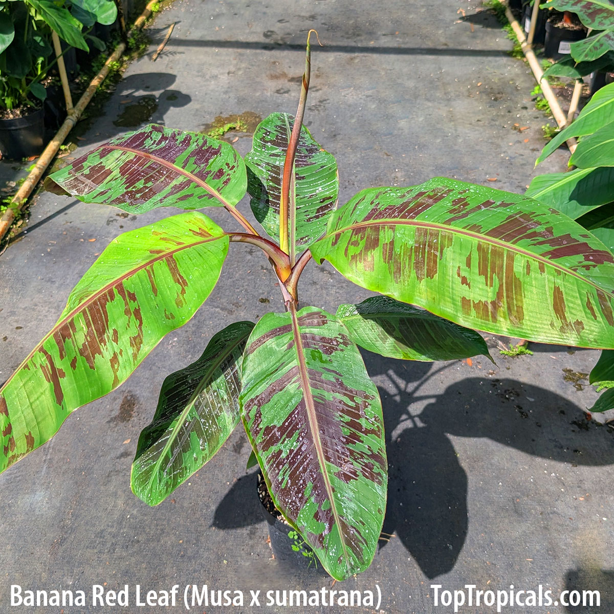 Banana Red Leaf Sumatriana in 3 gal pot