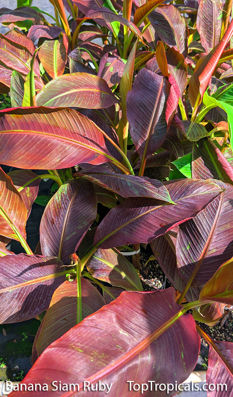 Banana Siam Ruby - leaves