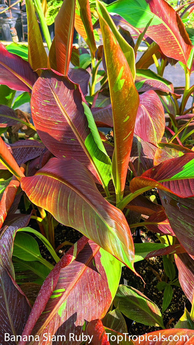 Banana Siam Ruby - leaves