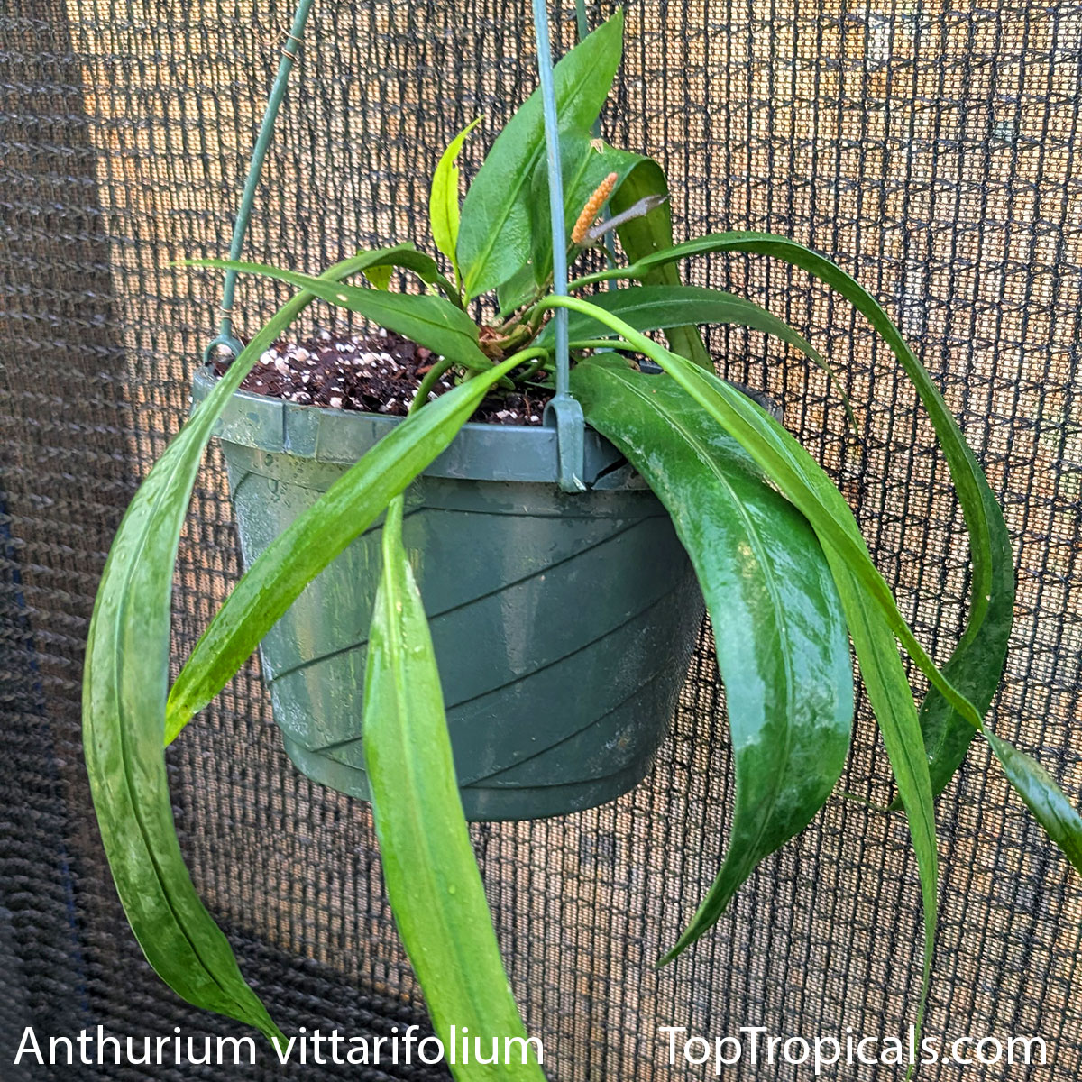 Anthurium vittarifolium   in 1 gal pot